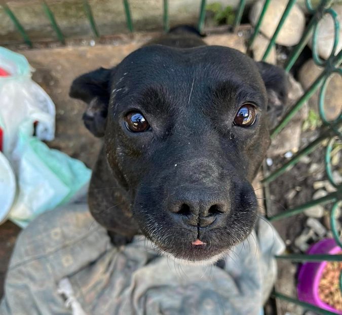 Милі чотирилапі у пошуках домівки 3