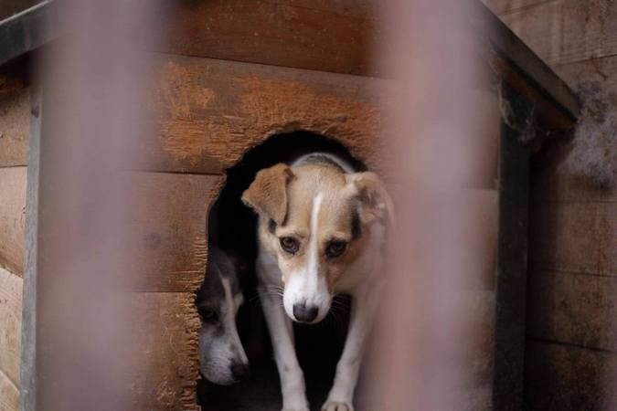 Домашні улюбленці шукають теплу домівку та хороших господарів 8