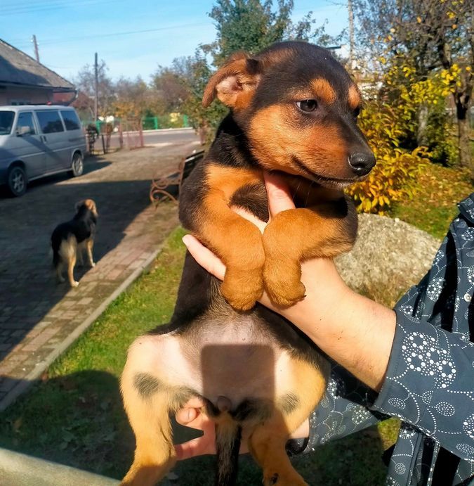 Домашні улюбленці шукають теплу домівку та хороших господарів 2