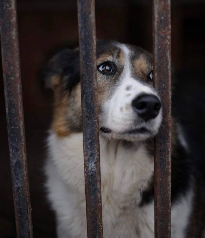 Домашні улюбленці шукають теплу домівку та хороших господарів 6