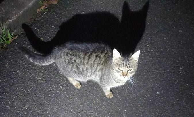 Домашні улюбленці шукають теплу домівку та хороших господарів 14