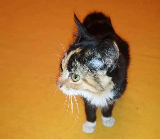 Домашні улюбленці шукають теплу домівку та хороших господарів 3