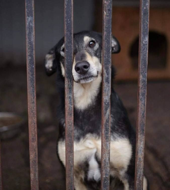 Домашні улюбленці шукають теплу домівку та хороших господарів 5