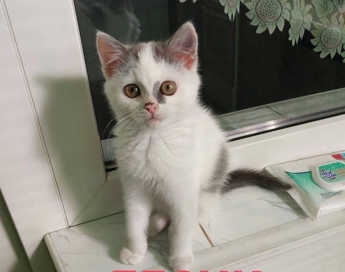 Домашні улюбленці шукають теплу домівку та хороших господарів 13