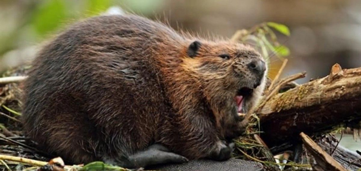 Свята, іменини та пам'ятні дати 18 жовтня 4