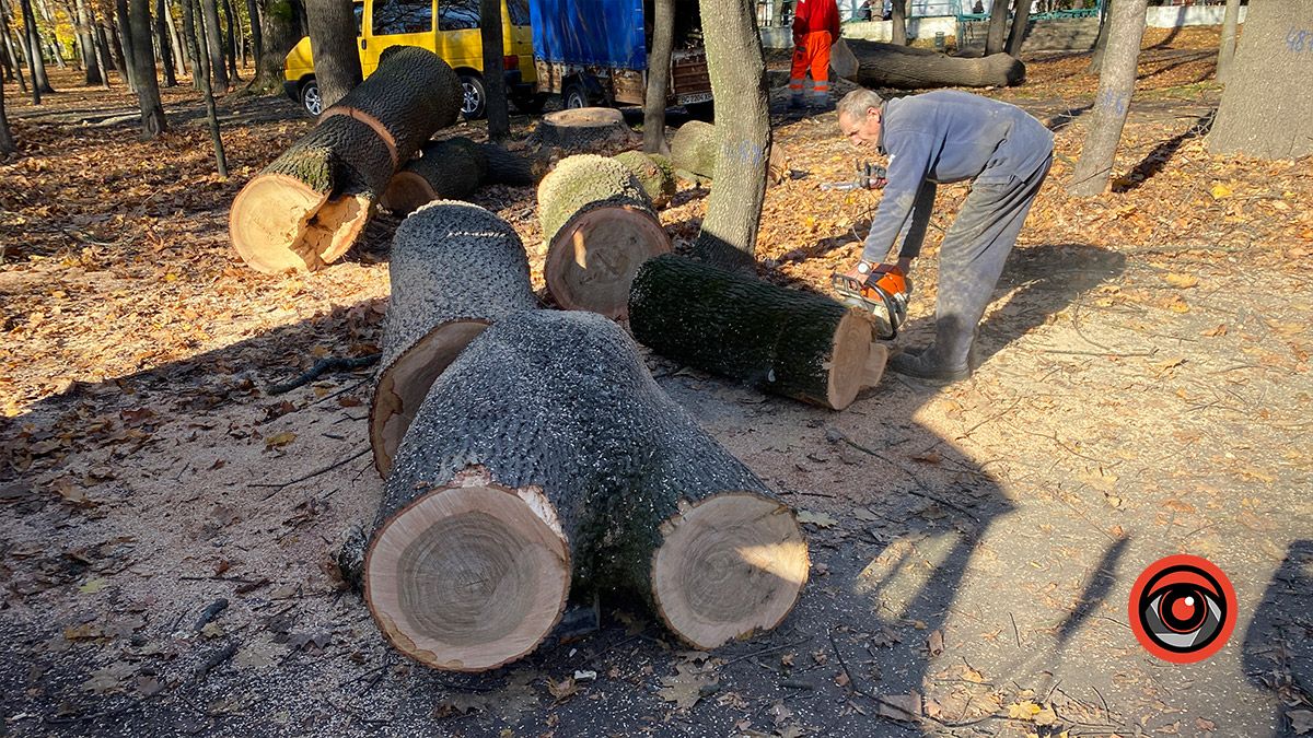 У міському парку Коломиї спиляли 4 дерева 5