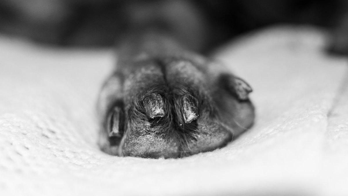 В Івано-Франківську від жорстокого поводження загинув собака