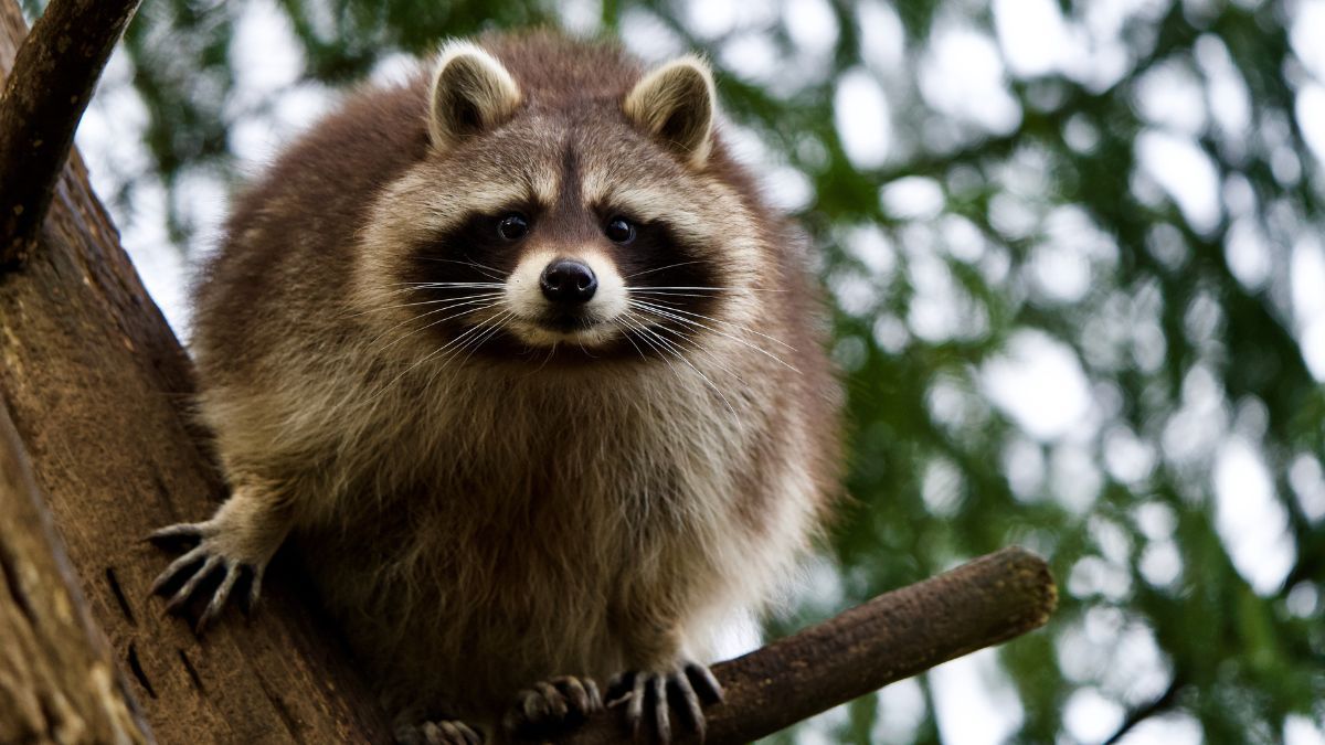 Який сьогодні день? | 1 жовтня 4