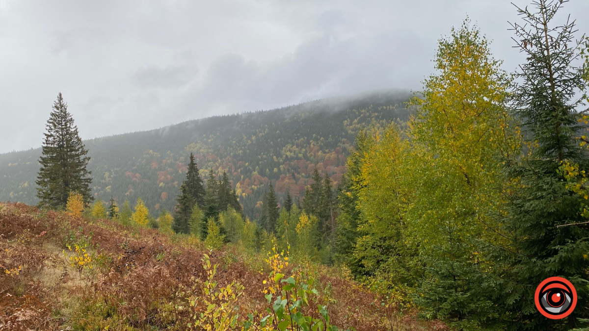 Жити грибами і поміж грибів: Юрій Соломченко про життя і скарби Карпат 2