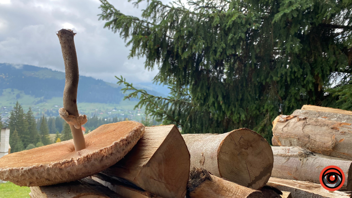 Жити грибами і поміж грибів: Юрій Соломченко про життя і скарби Карпат 12