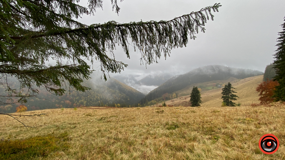 Жити грибами і поміж грибів: Юрій Соломченко про життя і скарби Карпат 15