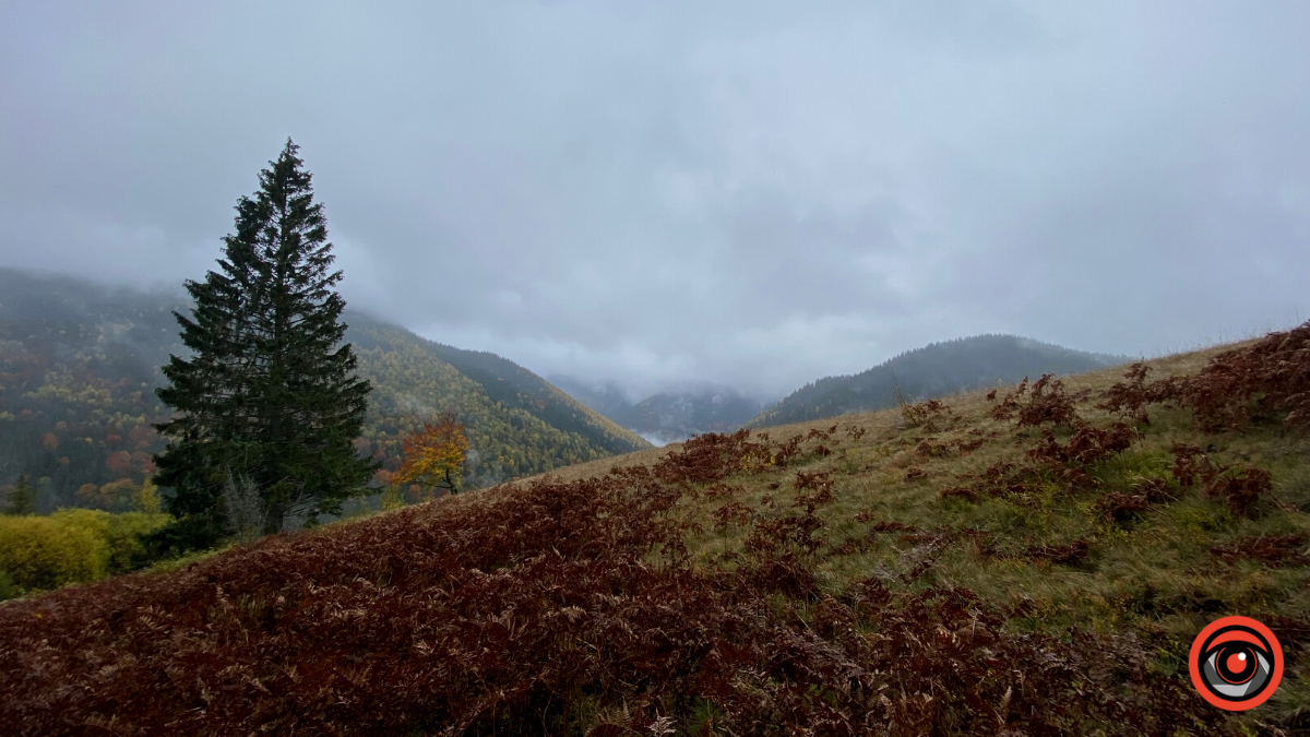 Жити грибами і поміж грибів: Юрій Соломченко про життя і скарби Карпат 14