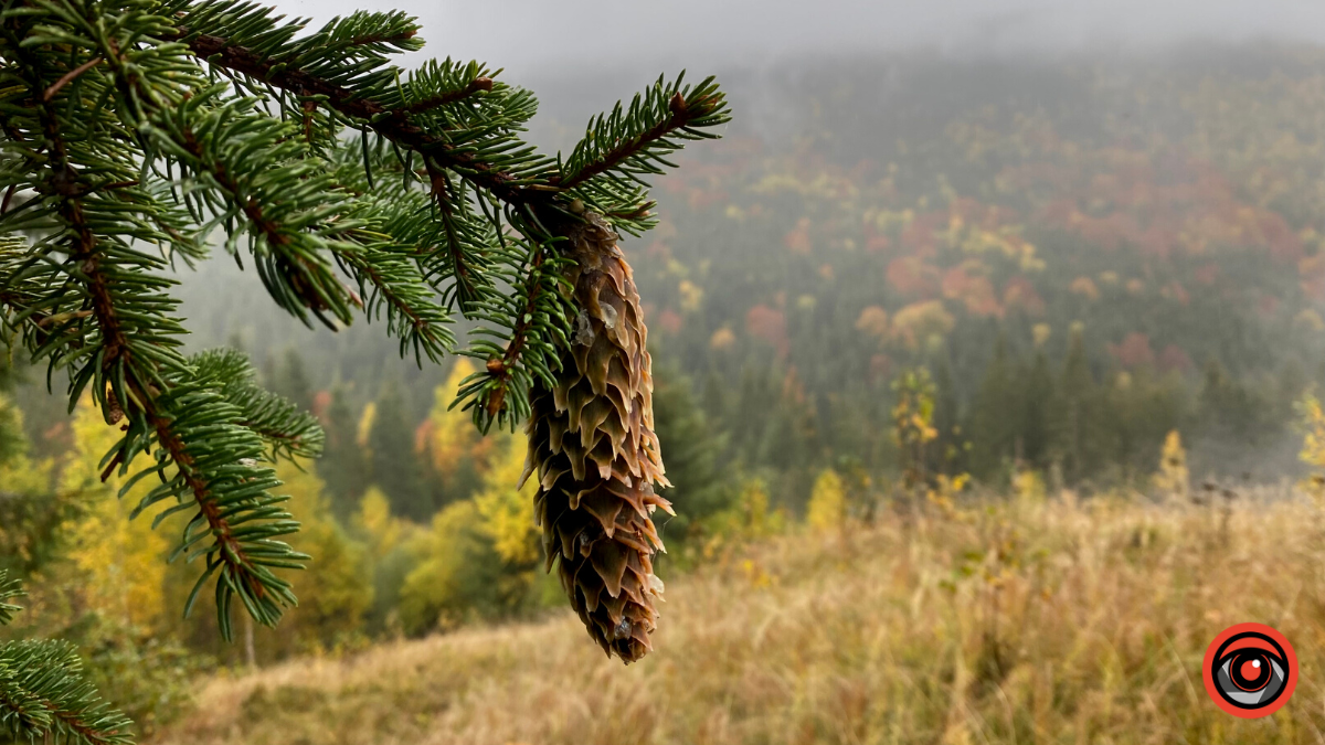 Жити грибами і поміж грибів: Юрій Соломченко про життя і скарби Карпат 16