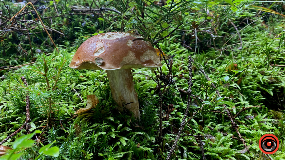 Жити грибами і поміж грибів: Юрій Соломченко про життя і скарби Карпат 3