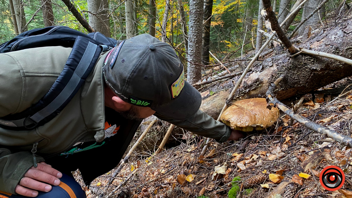 Жити грибами і поміж грибів: Юрій Соломченко про життя і скарби Карпат 11