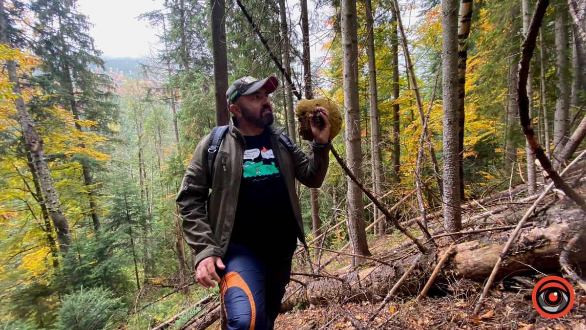 Жити грибами і поміж грибів: Юрій Соломченко про життя і скарби Карпат 10