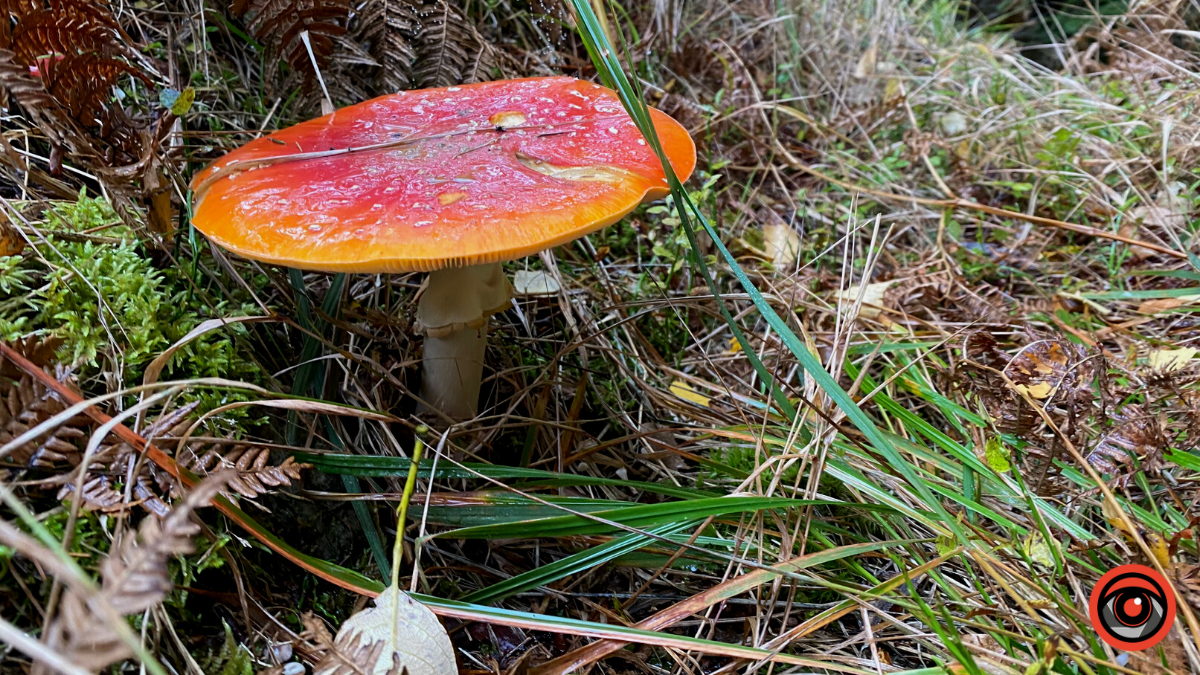 Жити грибами і поміж грибів: Юрій Соломченко про життя і скарби Карпат 8