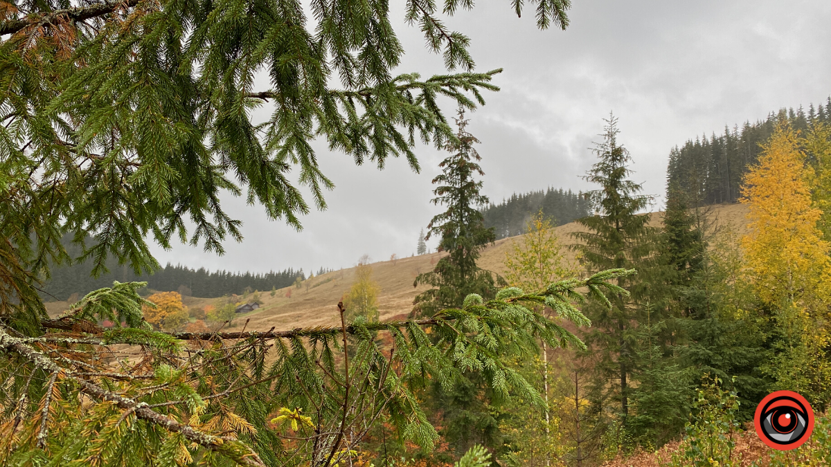 Жити грибами і поміж грибів: Юрій Соломченко про життя і скарби Карпат 17