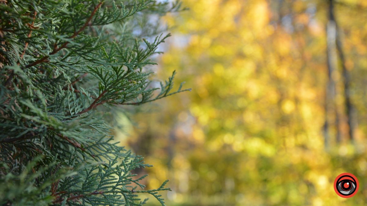 Осіння Коломия | фоторепортаж від Інформатора 26