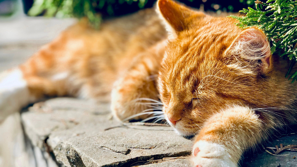 Який сьогодні день? | Свята, іменники та події