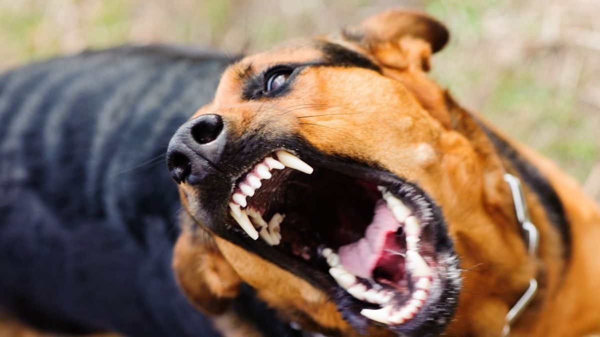 На Косівщині карантин: у собаки виявили сказ