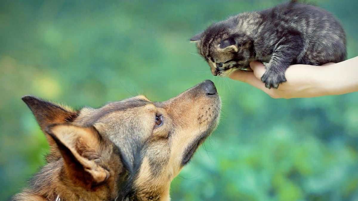 Милі чотирилапі у пошуках домівки