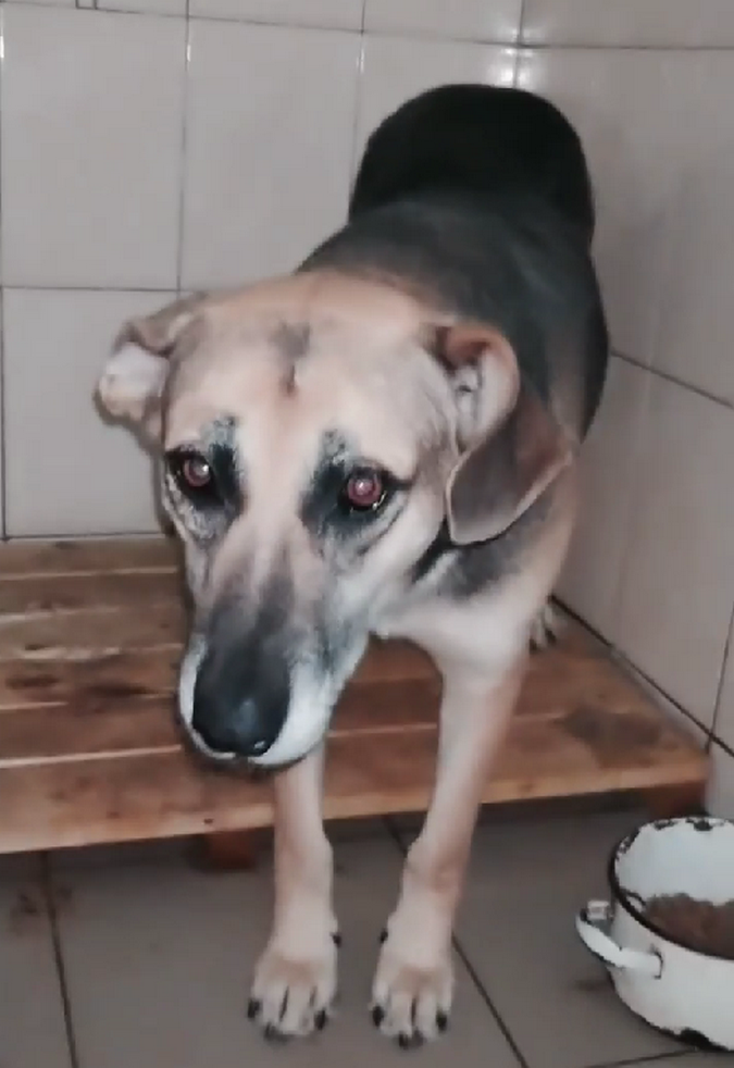 Чотирилапі у пошуках домівки 2