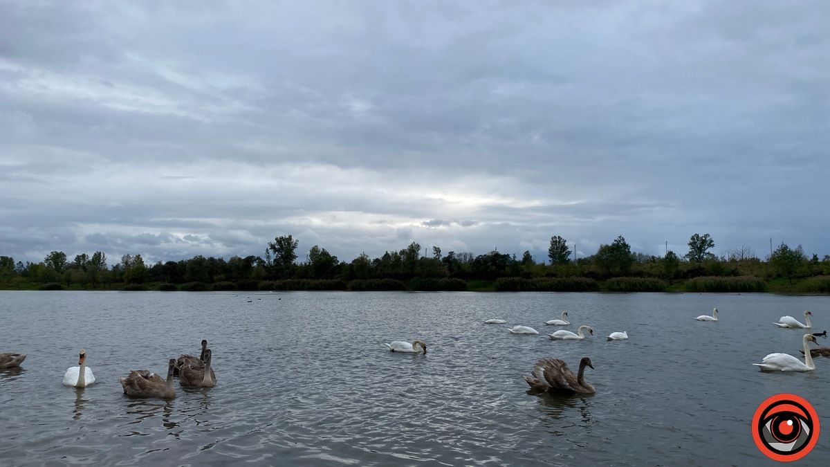 Одна як перст: історія єдиної лавки на Шевченківському озері 4