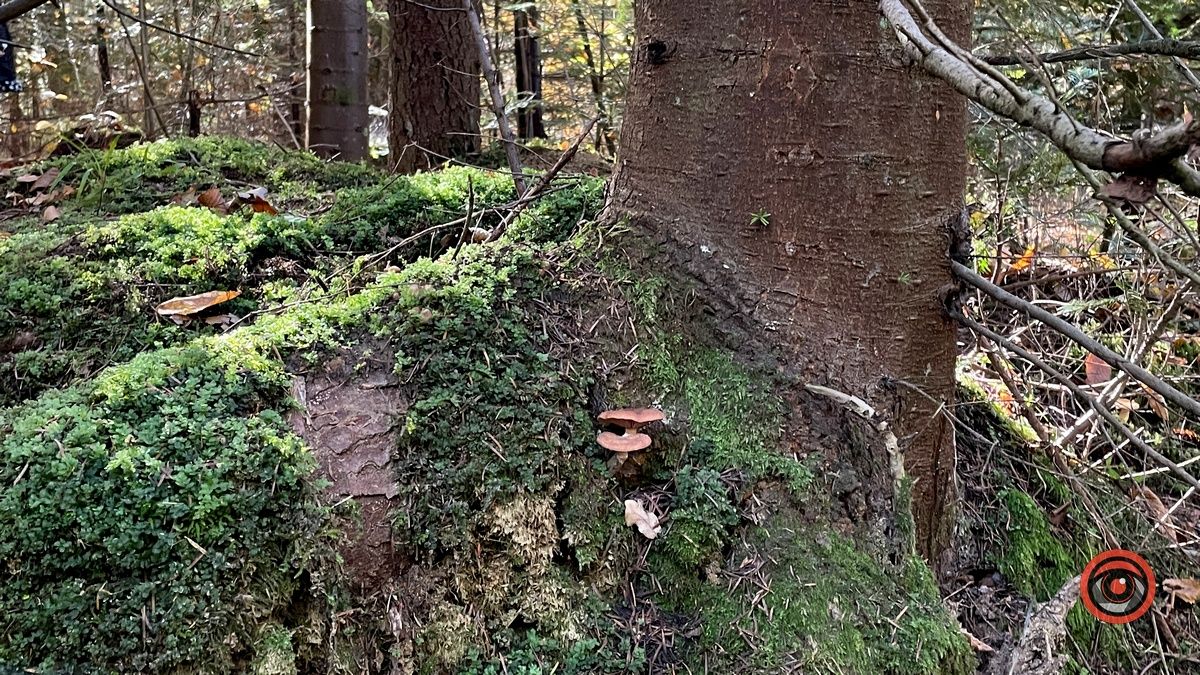 Осінні місця для відпочинку | мальовничий ліс неподалік Коломиї 13