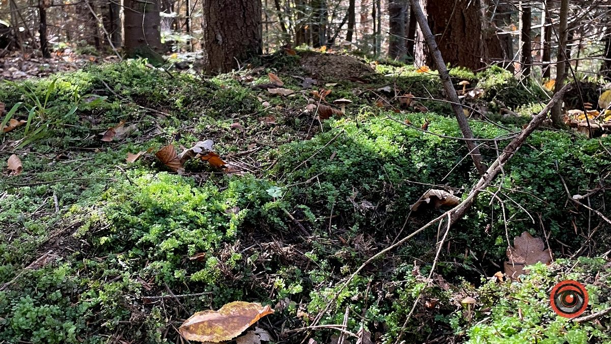 Осінні місця для відпочинку | мальовничий ліс неподалік Коломиї 14