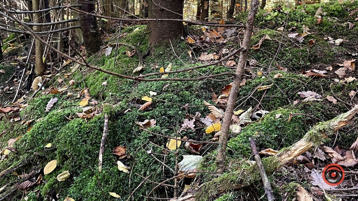 Осінні місця для відпочинку | мальовничий ліс неподалік Коломиї 16