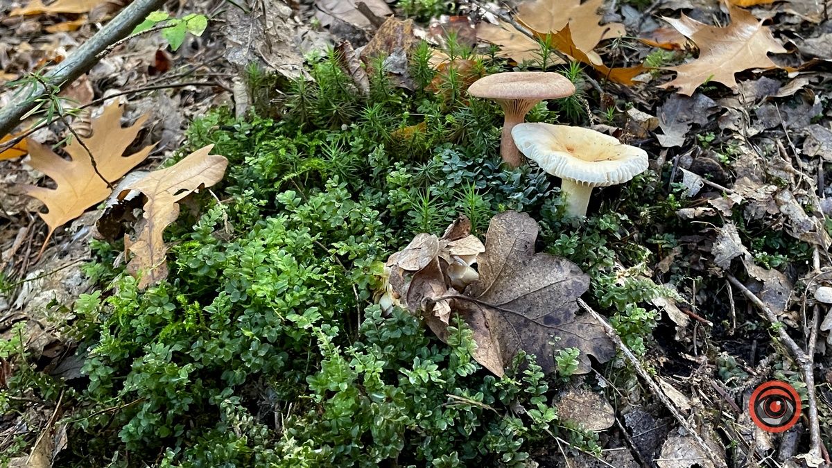 Осінні місця для відпочинку | мальовничий ліс неподалік Коломиї 15