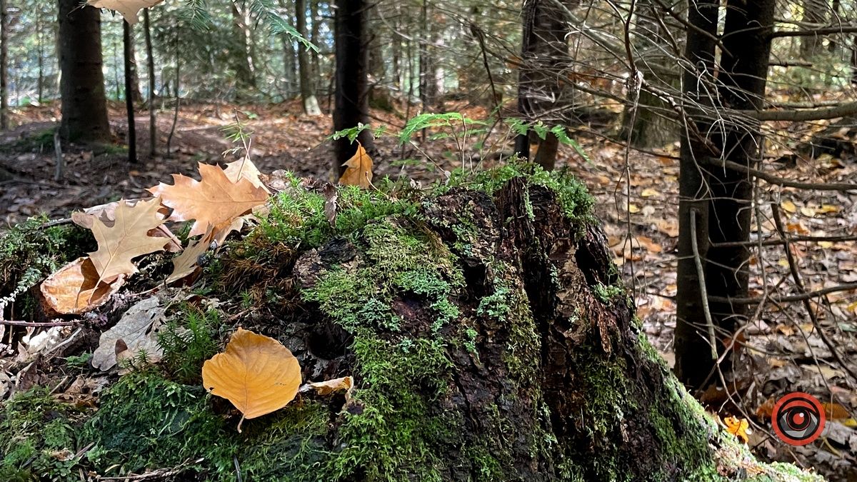 Осінні місця для відпочинку | мальовничий ліс неподалік Коломиї 17