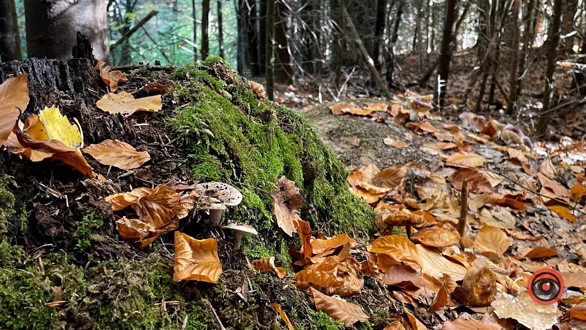 Осінні місця для відпочинку | мальовничий ліс неподалік Коломиї 18