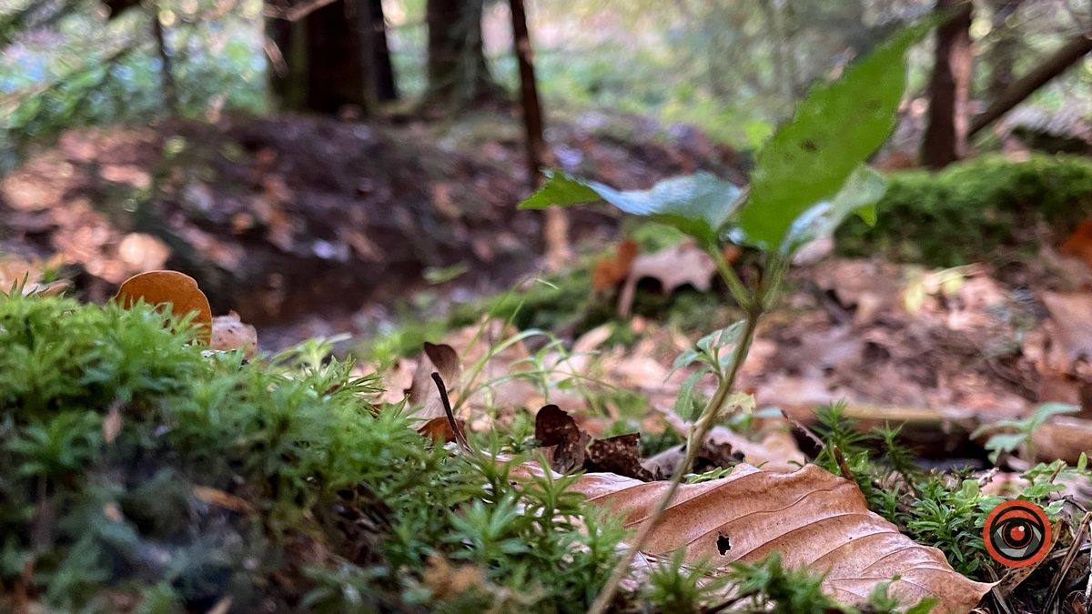 Осінні місця для відпочинку | мальовничий ліс неподалік Коломиї 23