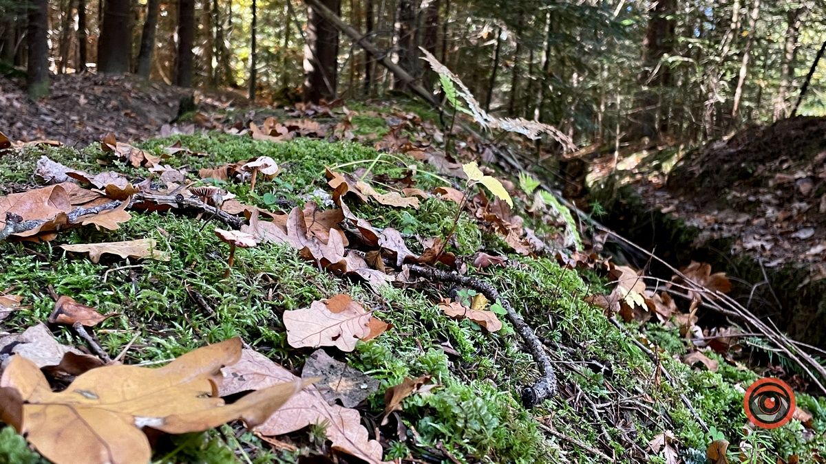 Осінні місця для відпочинку | мальовничий ліс неподалік Коломиї 19