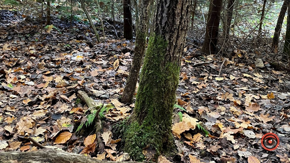 Осінні місця для відпочинку | мальовничий ліс неподалік Коломиї 12