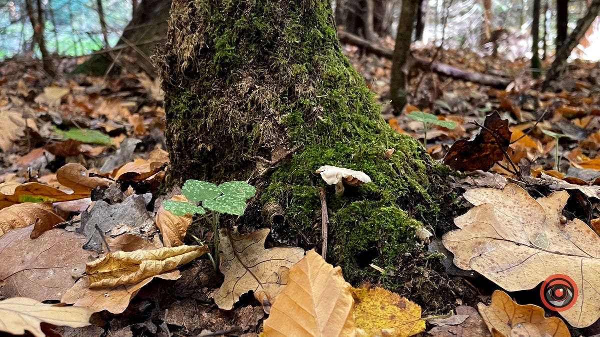 Осінні місця для відпочинку | мальовничий ліс неподалік Коломиї 9