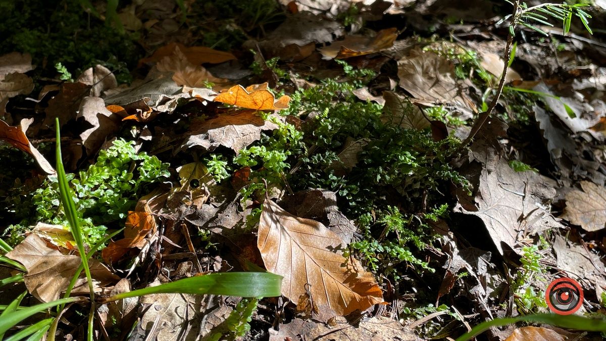 Осінні місця для відпочинку | мальовничий ліс неподалік Коломиї 8