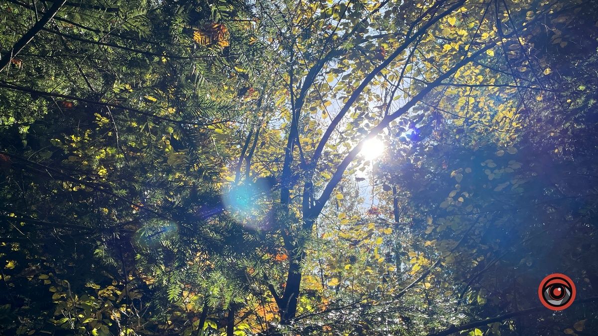 Осінні місця для відпочинку | мальовничий ліс неподалік Коломиї 2