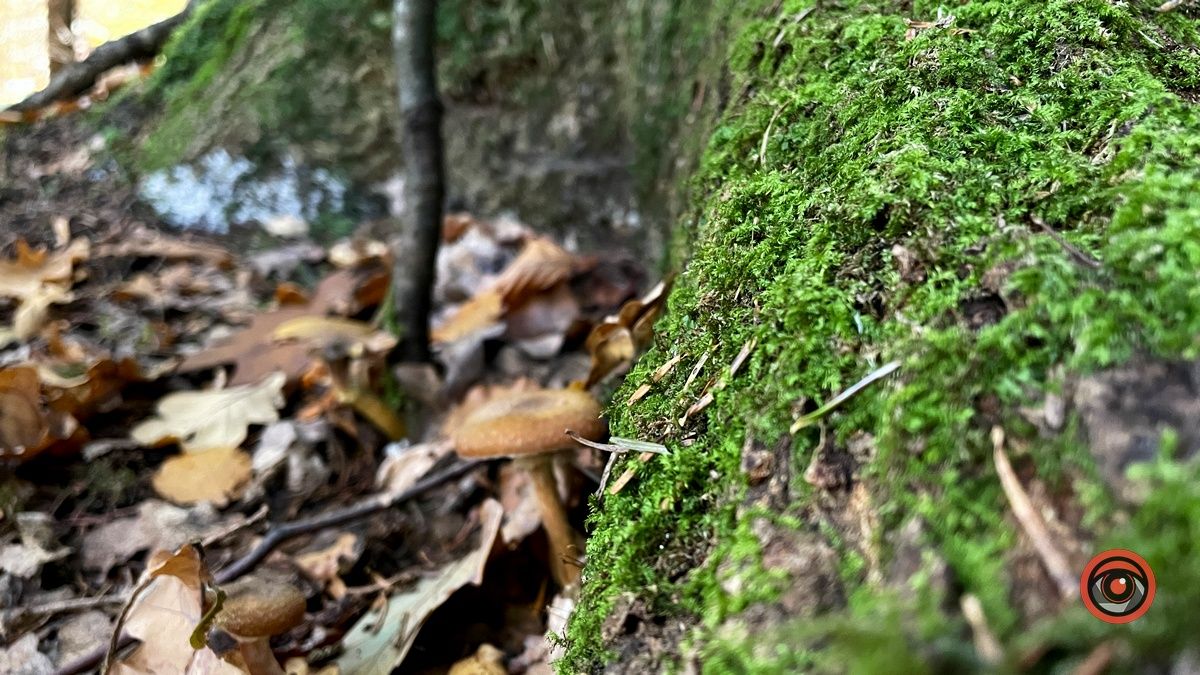 Осінні місця для відпочинку | мальовничий ліс неподалік Коломиї 7