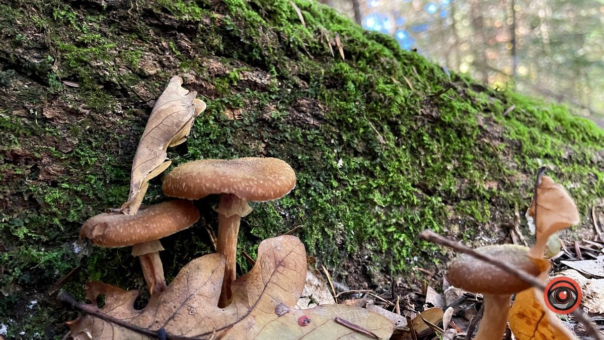 Осінні місця для відпочинку | мальовничий ліс неподалік Коломиї