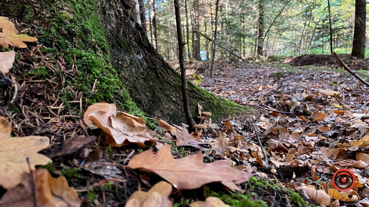 Куди поїхати неподалік Коломиї восени: 5 красивих місць 5