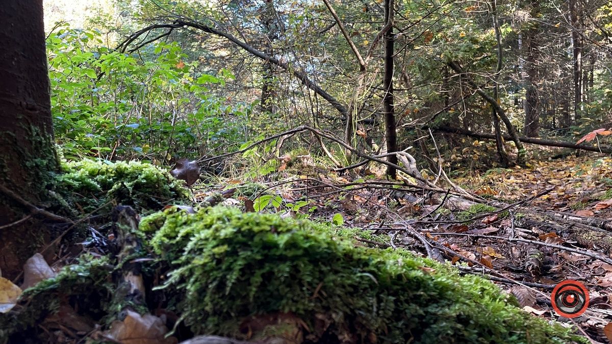 Осінні місця для відпочинку | мальовничий ліс неподалік Коломиї 20