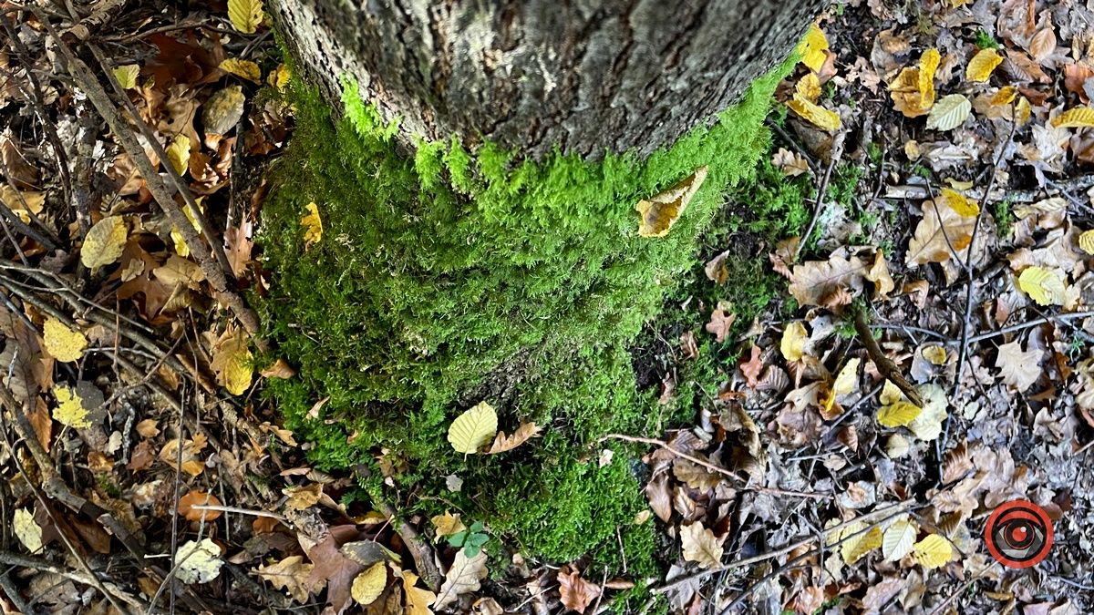 Осінні місця для відпочинку | мальовничий ліс неподалік Коломиї 10