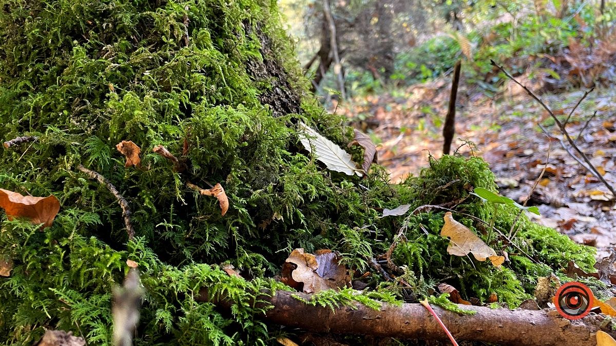 Осінні місця для відпочинку | мальовничий ліс неподалік Коломиї 11