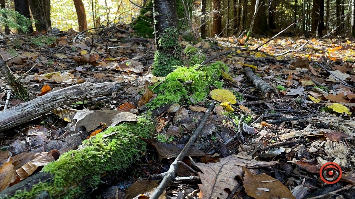 Осінні місця для відпочинку | мальовничий ліс неподалік Коломиї 5