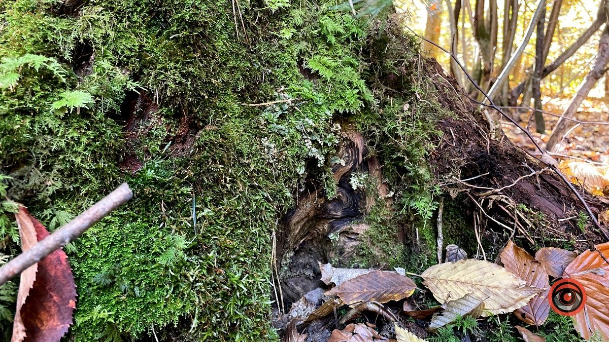 Осінні місця для відпочинку | мальовничий ліс неподалік Коломиї 6