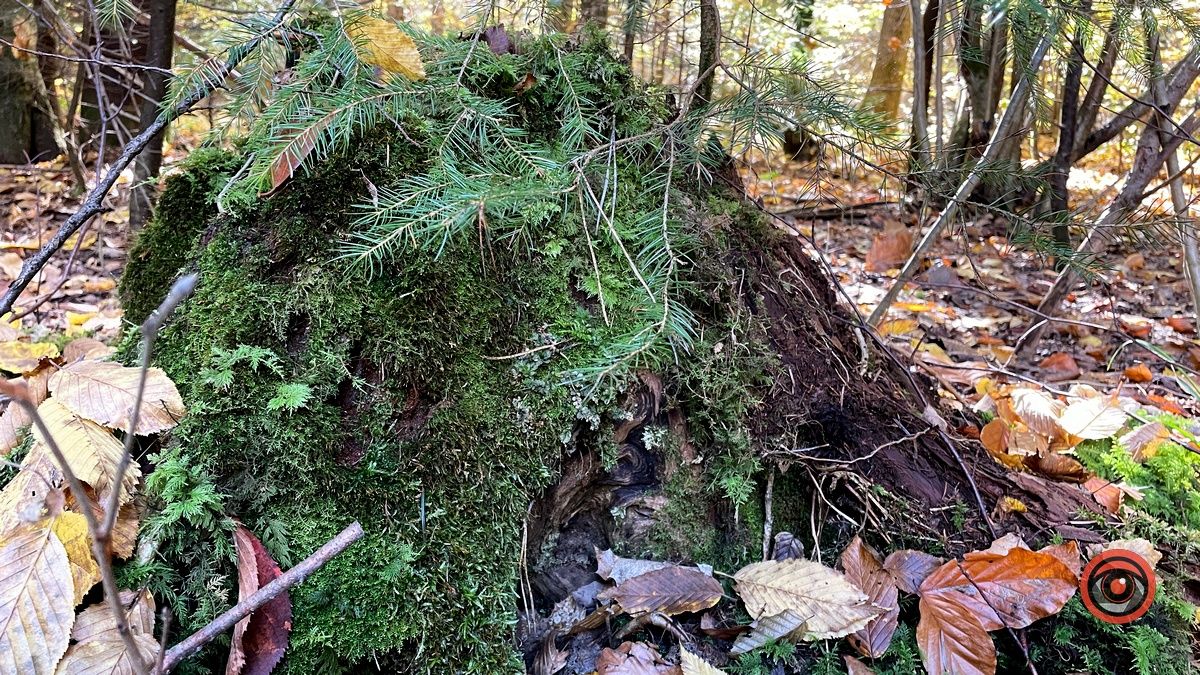 Осінні місця для відпочинку | мальовничий ліс неподалік Коломиї 4