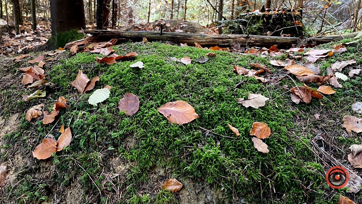 Осінні місця для відпочинку | мальовничий ліс неподалік Коломиї 21